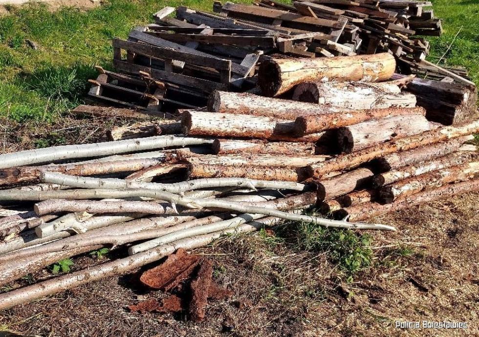 Zatrzymali sprawcw kradziey drewna
